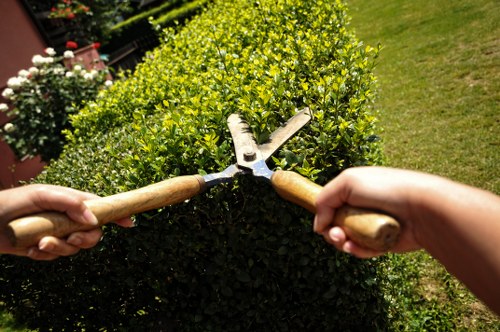A close-up view of two hands using garden shears with wooden handles to trim a dense, well-maintained hedge in a backyard garden. The hedge consists of small, bright green leaves and is situated alongside a neatly cut grass lawn. The environment is outdoors on a sunny day, evident from the natural lighting and clear weather. In the background, some potted plants with blooming flowers can be seen, enhancing the garden's lush appearance. The scene highlights professional hedge trimming work, supporting gardening services offered by companies like Hedge Trimming Limehouse. The outdoor space appears to be part of a privately landscaped yard with a focus on maintaining tidy, decorative hedges and manicured lawns typical for residential gardens in Limehouse or nearby areas.